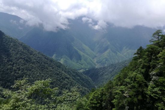 300塊錢(qián)的金駿眉能喝嗎，兩三百多金駿眉和一千多區(qū)別