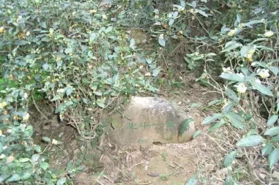 母樹大紅袍給誰(shuí)喝了，為什么母樹大紅袍叫三棵六株？