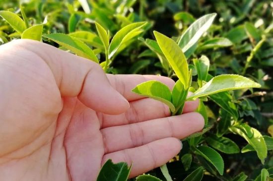 大紅袍四大品種有哪些，大紅袍的種類和著名品種特點介紹