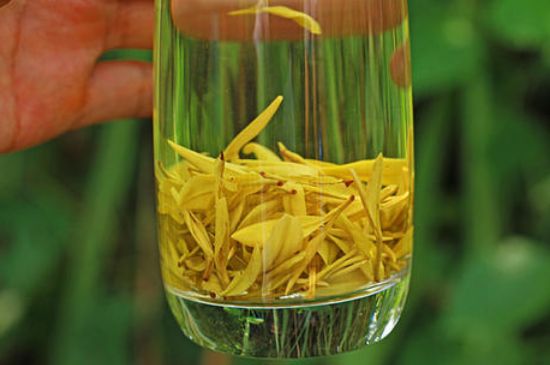 茶中奇葩黃金芽，安吉白茶中黃金芽的特點