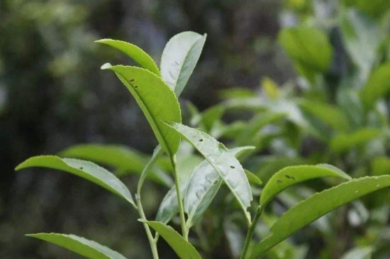 單叢茶十大香型以及常見品種大全，潮安鳳凰單樅十大名香歸類