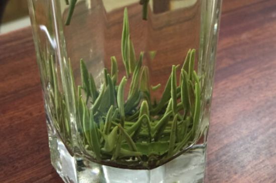 竹葉青和雀舌哪個貴，竹葉青茶貴嗎？