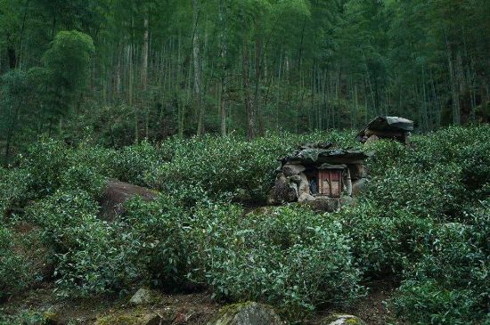 300塊錢(qián)的金駿眉能喝嗎，兩三百多金駿眉和一千多區(qū)別