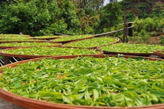 單叢茶十大香型以及常見品種大全，潮安鳳凰單樅十大名香歸類