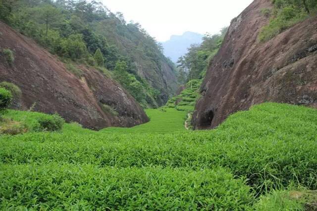 武夷山為什么盛產(chǎn)茶葉，武夷山茶為什么好喝？