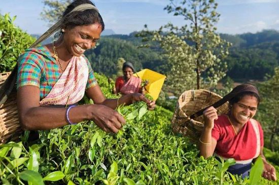 中國最好紅茶排名，中國最著名的十大紅茶