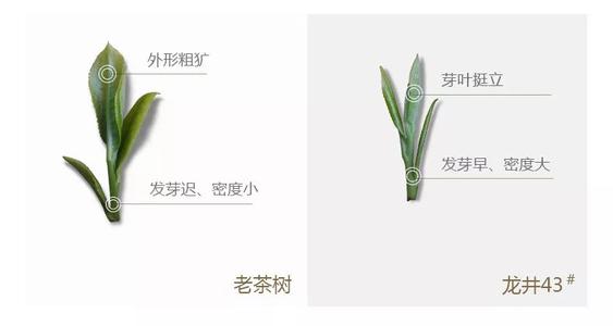 43號(hào)龍井屬于好茶嗎，龍井茶43號(hào)是什么意思？