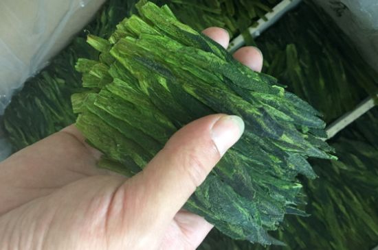 什么綠茶味道濃香，那個(gè)綠茶比較濃香？