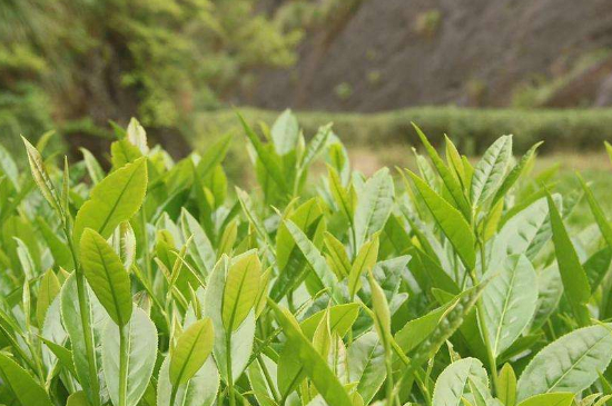 潮安鳳凰單叢十大名樅是什么，烏崠十大古樹名香品種介紹