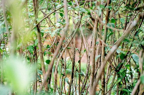 荒野銀針有什么特點，荒野銀針的味道口感咋樣？