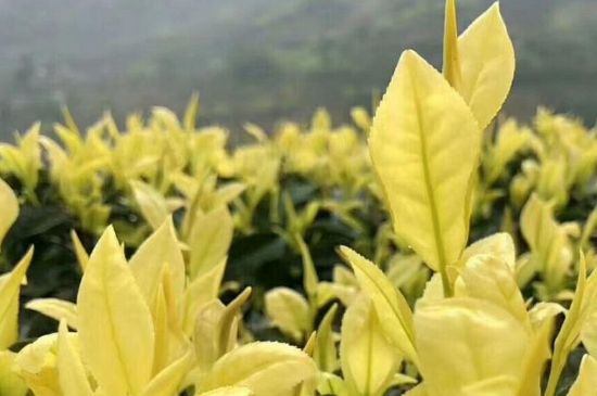 茶中奇葩黃金芽，安吉白茶中黃金芽的特點