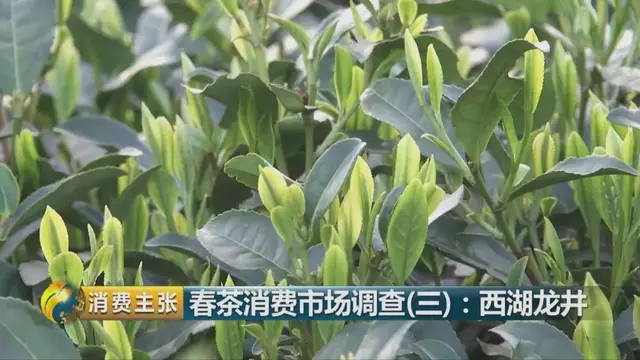 龍井群體種和43號的區(qū)別圖片，龍井43和群體種哪個好喝？