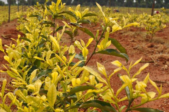 茶中奇葩黃金芽，安吉白茶中黃金芽的特點