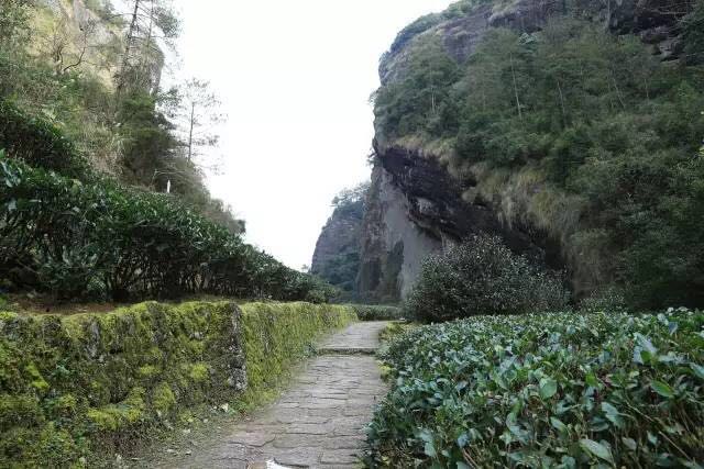 武夷山為什么盛產(chǎn)茶葉，武夷山茶為什么好喝？