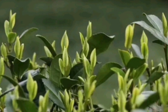 什么是雪前龍井茶，明前、雨前、雨后龍井有什么區(qū)別？