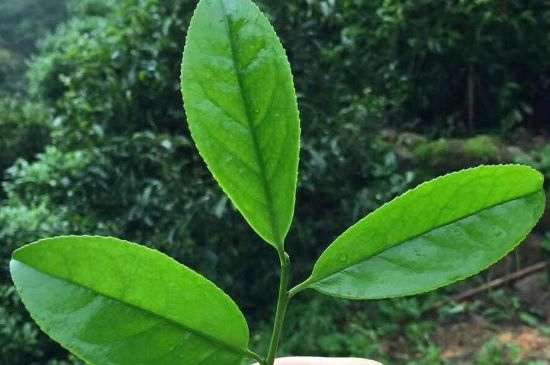 鋸朵仔跟鴨屎香哪個(gè)貴，鋸朵子和鴨屎香哪個(gè)好喝？