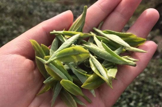 福建什么茶葉最出名，福建名茶有哪些？