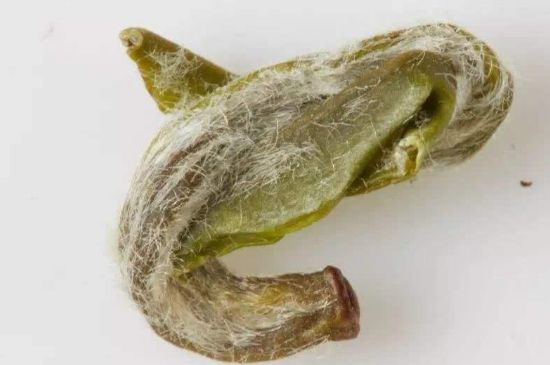 羊巖勾青是綠茶嗎，羊巖勾青茶屬于什么茶？