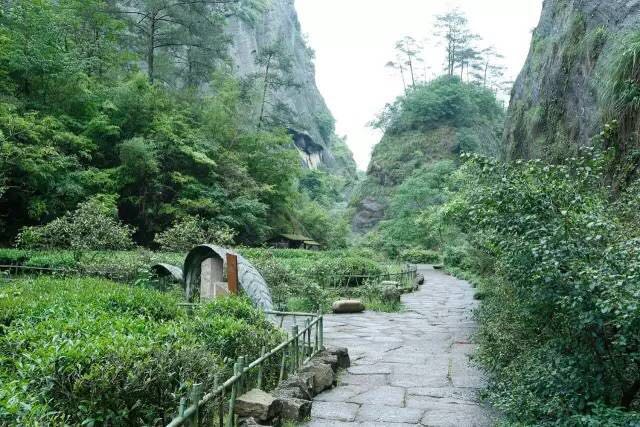 武夷山為什么盛產(chǎn)茶葉，武夷山茶為什么好喝？